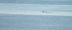 Delfin-flok videofilmet ved Grenen
