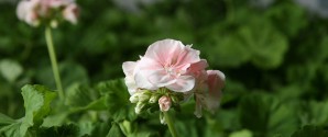 Tag mor med på museum  – og giv hende blomster!