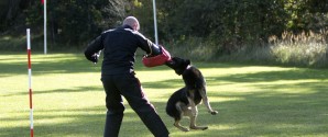 Danmarksmesterskabet for politihunde kommer til Hulsig