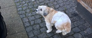 Er det din hund ?