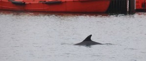 Delfin overvintrer inderst i Skagen Havn!