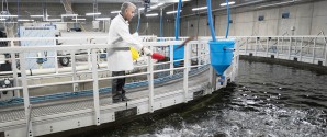 Dialog om akvakulturanlæg i Skagen til 100 millioner kroner