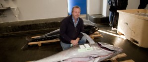 380 kg tun solgt på Skagen Fiskeauktion