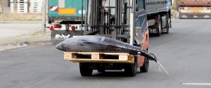Sjælden fisk på auktion i Skagen i morgen tidlig