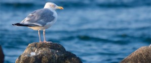 Skagen Fotoklub præsenterer ugens foto