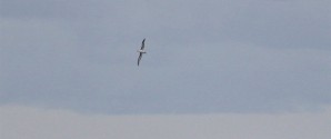 Albatrossen er nået Skagen!