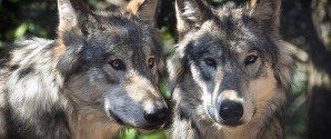 LandboNord: Forsvar mod ulveangreb