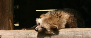 Bestanden af mårhunde stiger eksplosivt