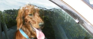 Efterlad aldrig din hund i en varm bil