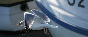 Forretningsmuligheder i etape 3 udvidelsen er budskabet på Nor-Fishing