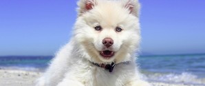 1. oktober må hunden igen slippes løs på stranden