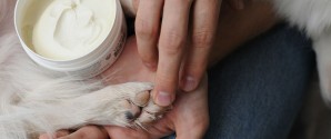 Vejsalt kan give din hund poteskader