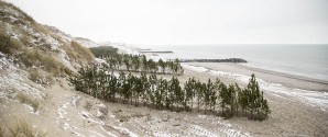 1100 stk. bjergfyr toppe plantet på stranden