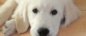 Guide: Undgå at hunden får angst nytårsaften