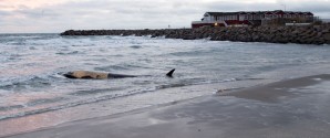 Død hval drevet i land på Sønderstrand