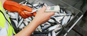 Skagen Havn konsoliderer førerpositionen i Dansk fiskeri