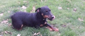 Bortløbet hund: DUSØR !!! KR. 5000  OPD.