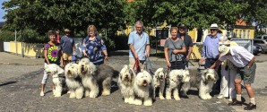 Old English Sheepdog Klubben kommer til Skagen