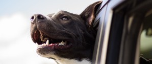 131 hunde efterladt i varm bil i 2018