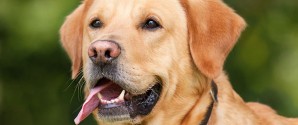 Sommervarmen kan være livsfarlig for din hund