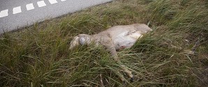 Påkørte hjorte: Nu skal du passe på i trafikken