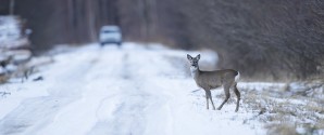 Brems for rådyret og kør katten over?
