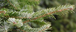 Gør efterjulen grønnere: Sådan genbruger du juletræet