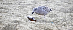 Stranden er ikke en skraldespand