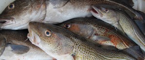 Overvågning af fiskere sikrer torsk fra at ryge overbord