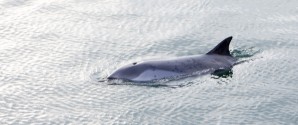 “Flipper” tiltækker sig opmærksomhed