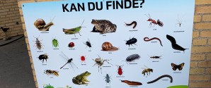 Mattisborgen forbereder krible/ krable miljø på legepladsen