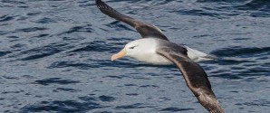 Albatros passerede Grenen lørdag middag!