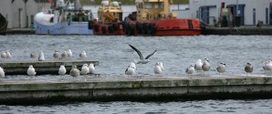 Skagen Havn klar med redegørelse for bæredygtighed for 2020