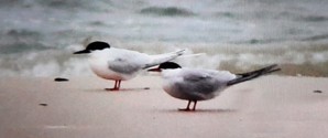 Ultra sjælden fugl set på Grenen i morges!
