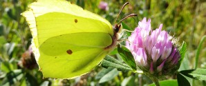 Kom med til Mini BioBlitz ved Det Grå Fyr