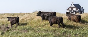 Naturareal på Grenen til ny debat i Teknisk Udvalg