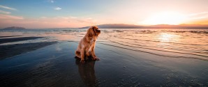 1. oktober må hunden være løs på stranden