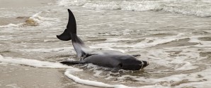 Strandet delfin aflivet
