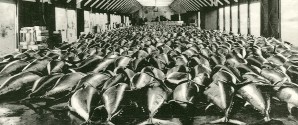 Knud Hjermitslev fortæller om tunfiskeri ved Skagen