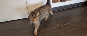 Sød og kælen kat søger nyt hjem OPD.