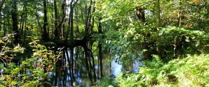 Ny hjemmeside inspirerer til lokale naturoplevelser