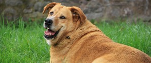Næsten hver anden hund i Danmark er nu overvægtig