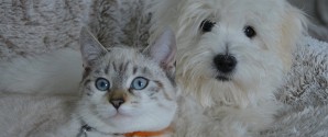 Sådan passer du på hund og kat i juletiden