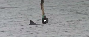 Delfinen “Skywalker” i Skagen Havn