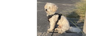 Jeg efterlyser ejerne af den hund….