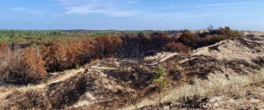 Skagen Klitplantage – efter branden