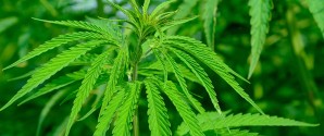 Cannabisplanter fundet