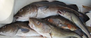 Nu anbefales stop for torskefiskeri i alle danske farvande
