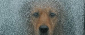 Efterlad aldrig din hund i en kold bil