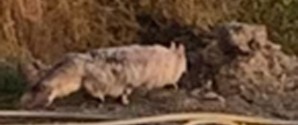 Læser spørger: Er dette en mårhund?